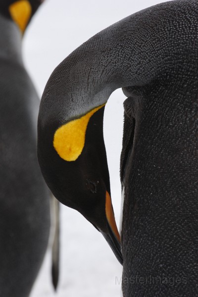 IMG_3269c.jpg - King Penguin (Aptenodytes patagonicus)